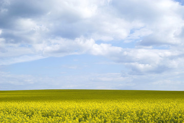 Bright yellow field of rapeseed in Ukraine
