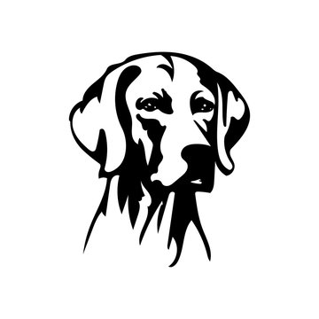 Cane Da Caccia Photos Royalty Free Images Graphics Vectors Videos Adobe Stock