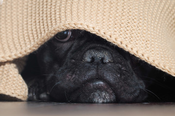 The dog's nose peeping from under the blanket