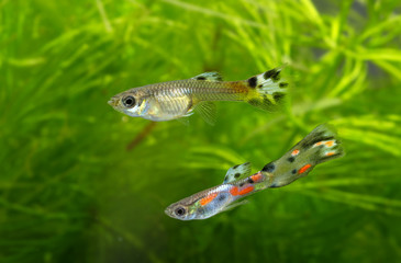 Fototapeta premium Guppy, Barbados Millions, Million fish - (Poecilia reticulata)
