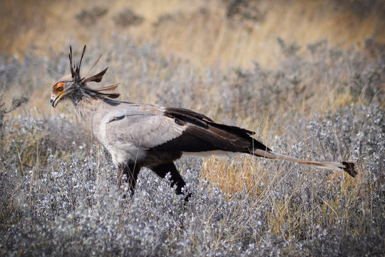 Secretary bird Etoscha NP, Namibia