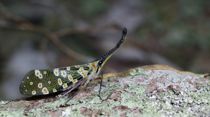 Colorful insect, Cicada or Lanternfly ( Pyrops spinolae ) insect on tree in nature