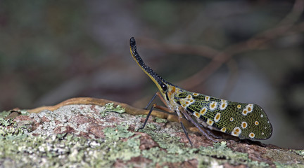 Colorful insect, Cicada or Lanternfly ( Pyrops spinolae ) insect on tree in nature