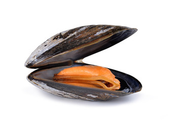 Boiled mussel isolated on a white background.