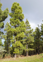 flora of Gran Canaria - Canarian Pines