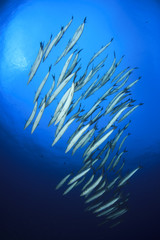Fototapeta na wymiar Underwater fish school barracuda