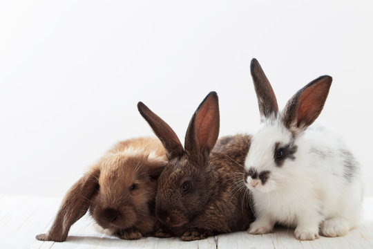 bunny rabbits on white background