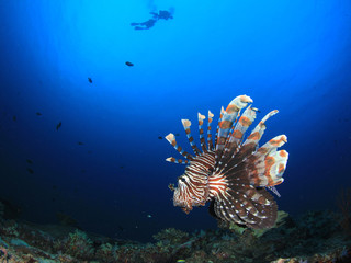 Fototapeta na wymiar Scuba divers and lionfish fish underwater