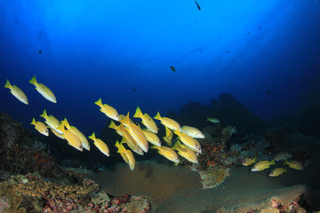 Underwater coral reef with fish