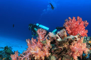 Scuba dive underwater coral reef © Richard Carey