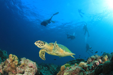 Obraz na płótnie Canvas Sea Turtle and scuba divers