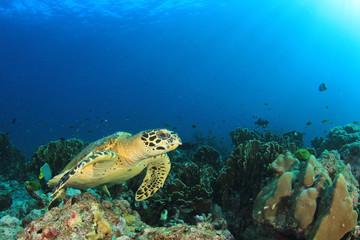 Fototapeta na wymiar Hawksbill Sea Turtle