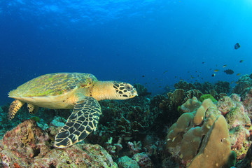 Naklejka na ściany i meble Hawksbill Sea Turtle
