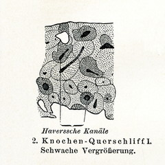 Cross-section of bone by small magnification (from Meyers Lexikon, 1895, 7/508/509)