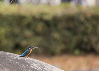 Common Kingfisher (Alcedo atthis)