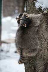 The raccoon with a striped fluffy tail climbs on a tree in winter park