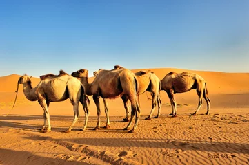 Photo sur Plexiglas Chameau chameau, quatre chameaux au coucher du soleil