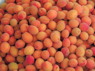 The harvest of apricots