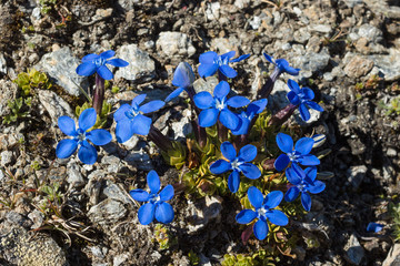 Alpine flower Gentiana Orbicularis Schur. Aosta valley, Italy. Photo taken at an altitude of 2700 meters