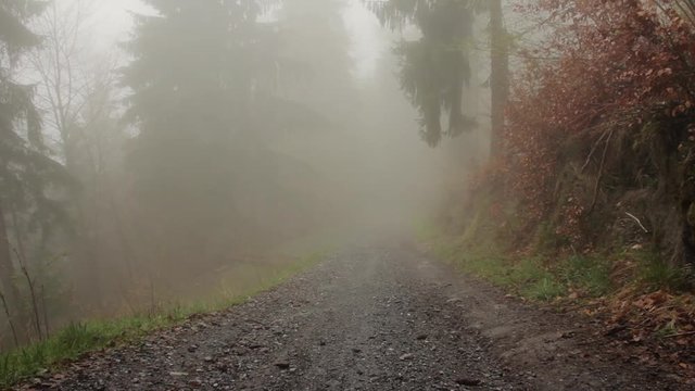 Fog road in the mountain forest