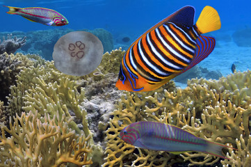 Colorful reef underwater landscape with fishes and corals