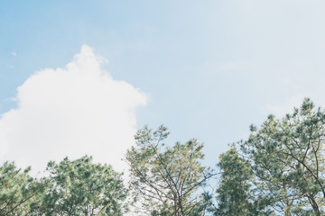 tree branch on blue sky