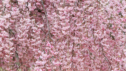 八重桜