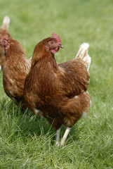 Hens