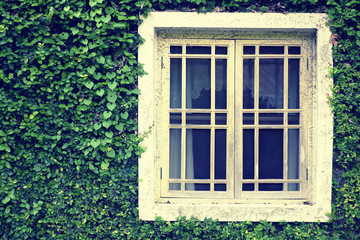 Fototapeta na wymiar Old Wall With Window Overgrown with wild green plant