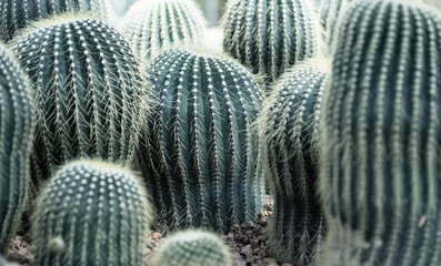round cactuses in rocks. Botany, travel, garden design