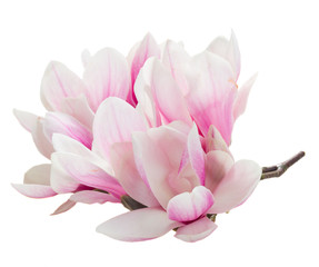 Fototapeta premium Bunch of Magnolia pink flowers isolated on white background