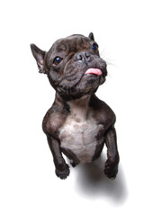freche Bulldogge