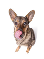 Schäferhund leckt Maul