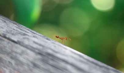Small Ant