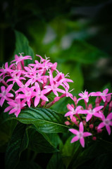 Pink Flowers