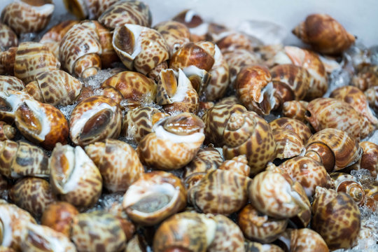 Group of shell in the market,Bangkok,Thailand