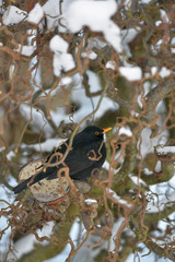 Amsel im Winter