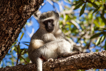 Green monkey. 