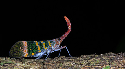 Colorful insect, Cicada or Lanternfly ( Pyrops karenia ) insect on tree in nature