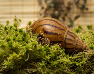 Snail-albino, Achatina Achatina, White tiger, in sphagnum moss. Shallow depth of field, focus on the eye of a snail.