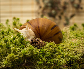 Snail-albino, Achatina Achatina, White tiger, in sphagnum moss. Shallow depth of field, focus on the eye of a snail.