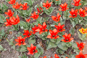 blossoming red tulips