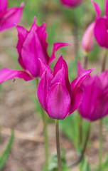 purple tulips in the spring