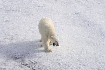Naklejka premium Polar bear (Ursus maritimus) on the pack ice north of Spitsberg