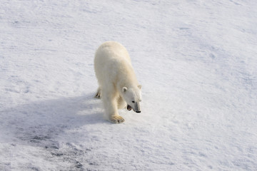 Naklejka premium Polar bear (Ursus maritimus) on the pack ice north of Spitsberg