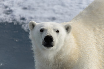 Fototapeta na wymiar Polar bear (Ursus maritimus) on the pack ice north of Spitsberg
