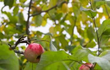 Ripe apple among the foliage. Focus on the apple.