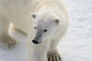 Plakat Polar bear (Ursus maritimus) on the pack ice north of Spitsberg