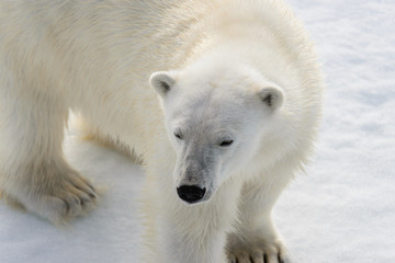 Naklejka na ściany i meble Polar bear (Ursus maritimus) on the pack ice north of Spitsberg