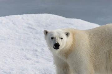 Naklejka na ściany i meble Polar bear (Ursus maritimus) on the pack ice north of Spitsberg